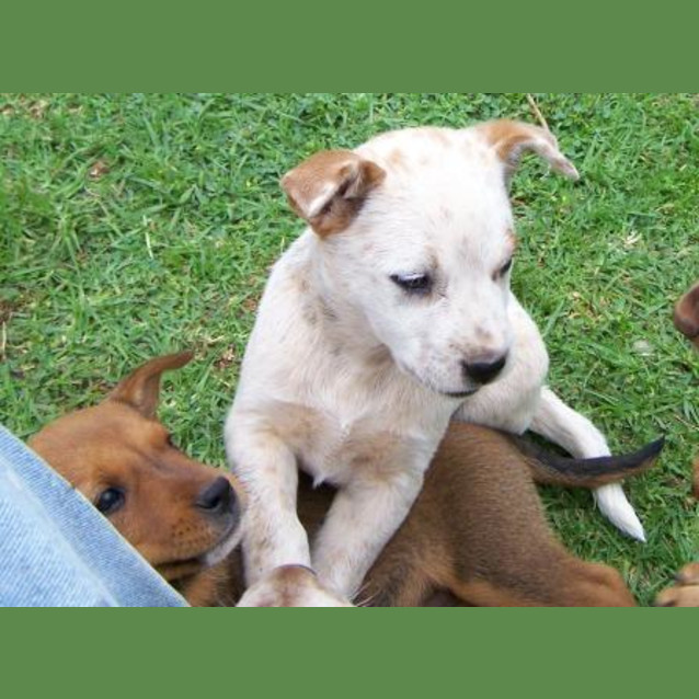 Photo of Clover On Hold