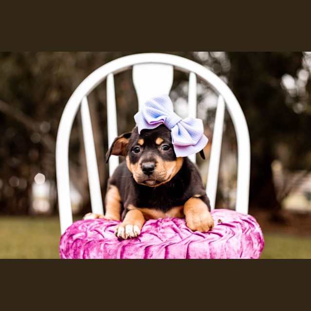 Photo of Poppy 