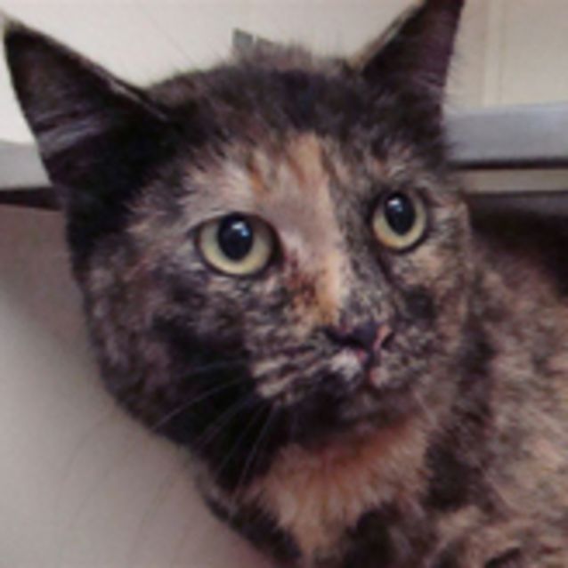 Photo of Brittany Spears