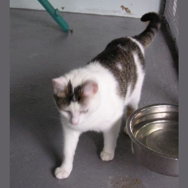 Photo of Tiddles