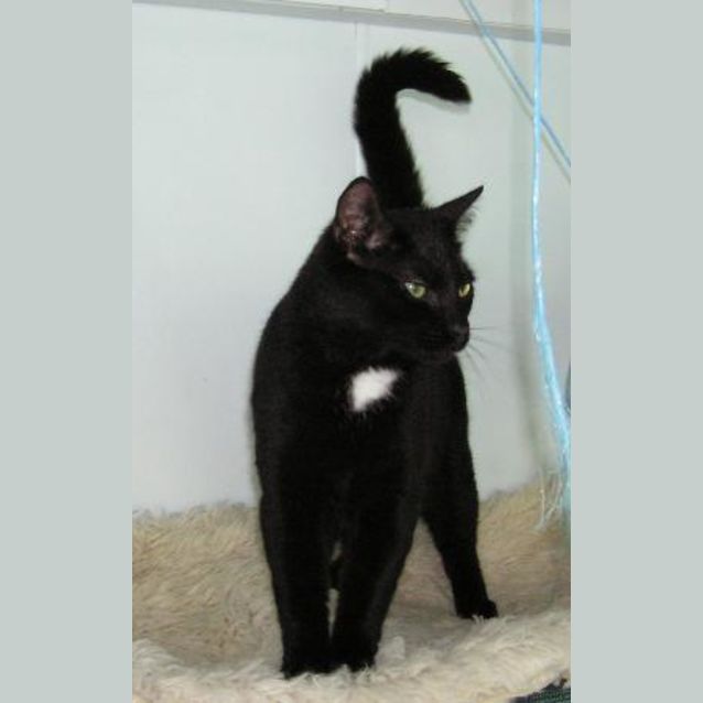 Photo of Bo