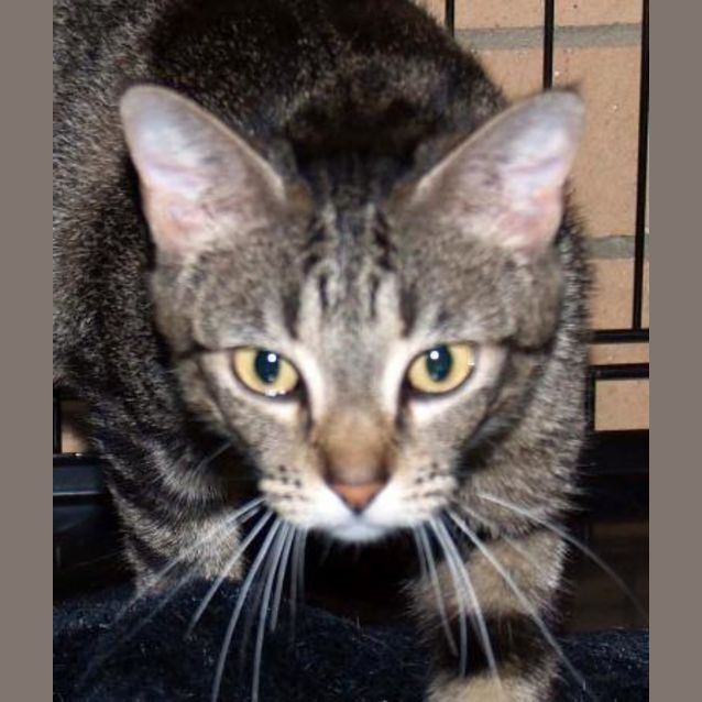 Photo of Tiger