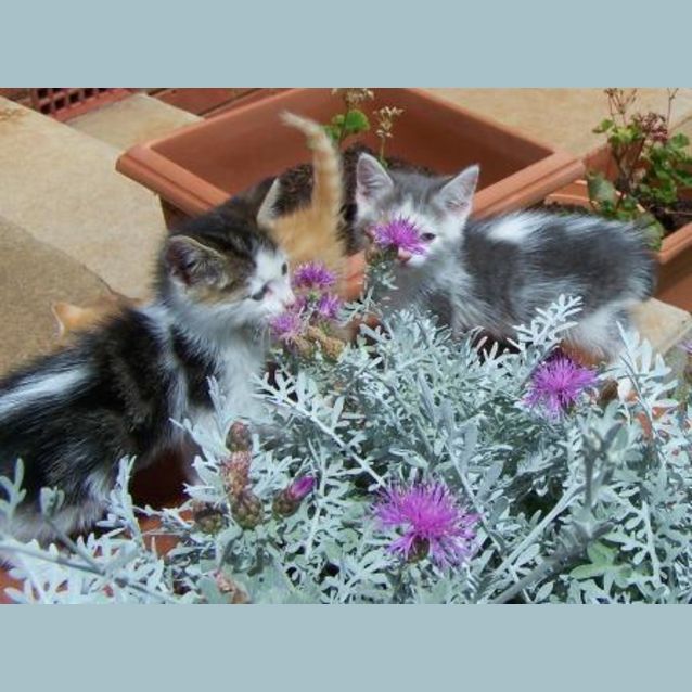Photo of Chiffon