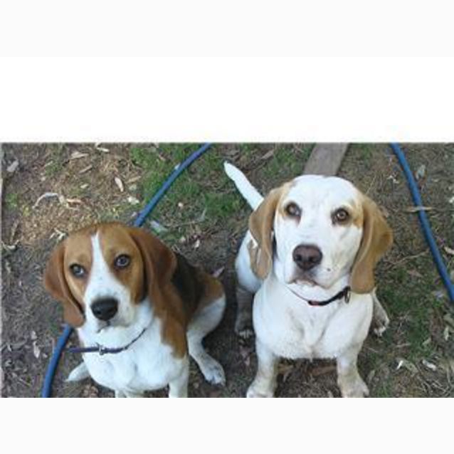 Photo of Sarah (Tri Colour)(On Trial)