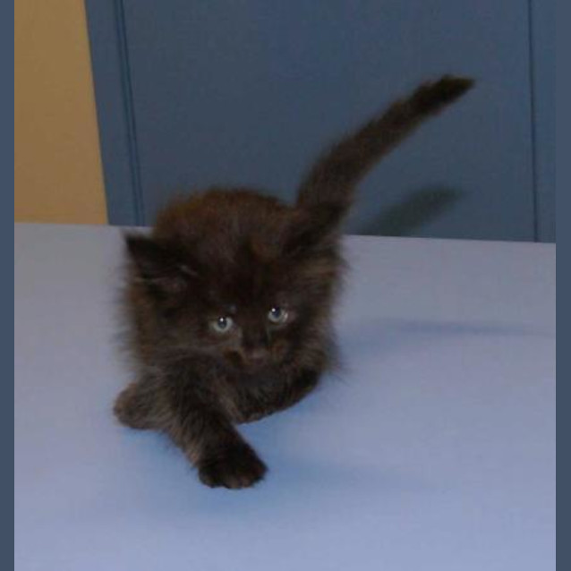 Photo of Kuro