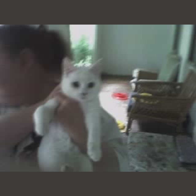 Photo of Cherry Blossom