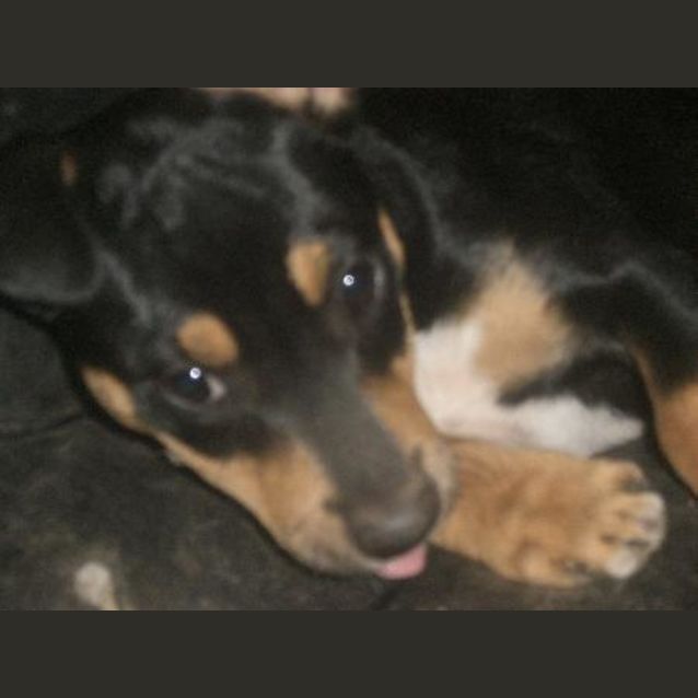 Photo of Stella Is On Hold