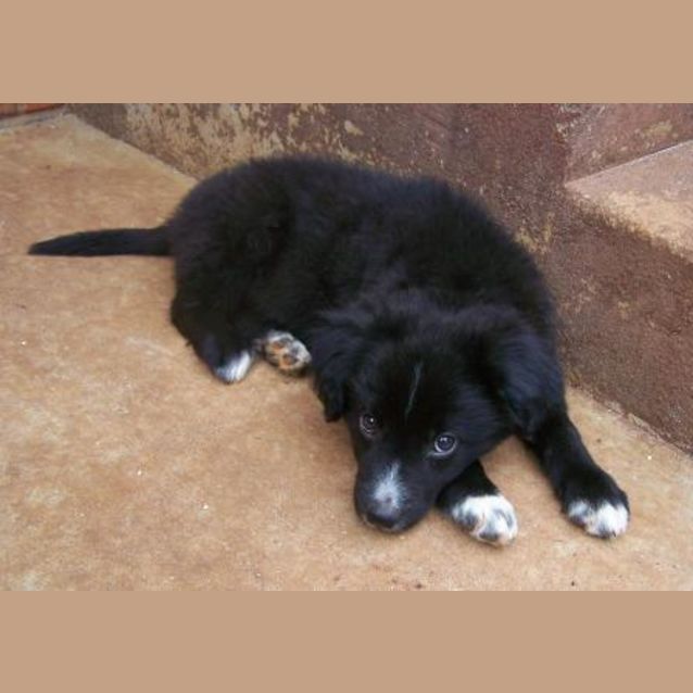 Photo of The Fuzz On Hold