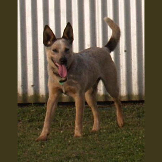 Photo of Aussie