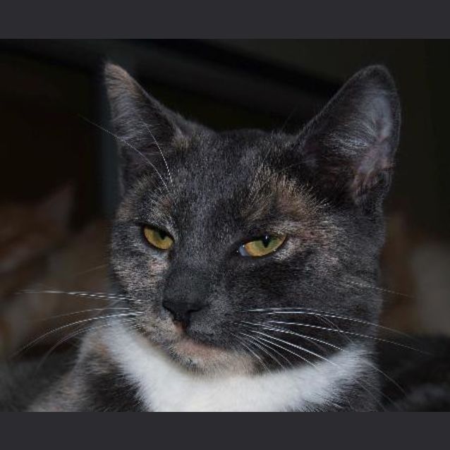 Photo of Daphne