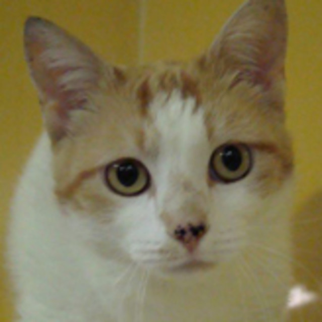 Photo of Bella