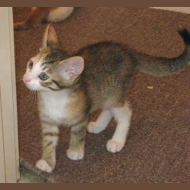 Photo of Buttons