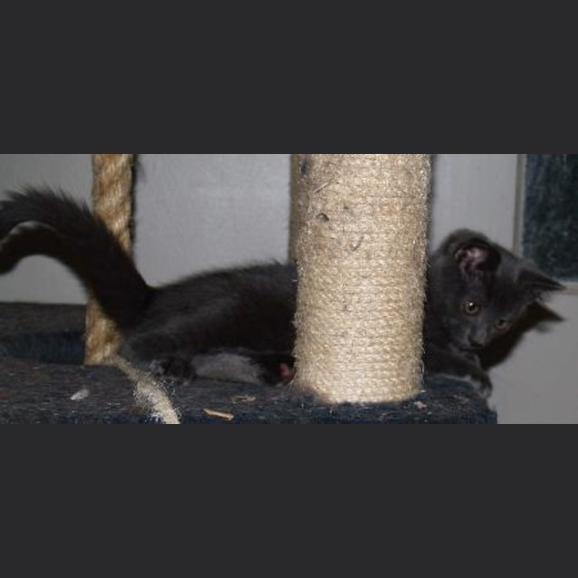 Photo of Ziggy