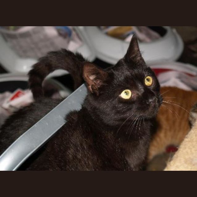 Photo of Zorro