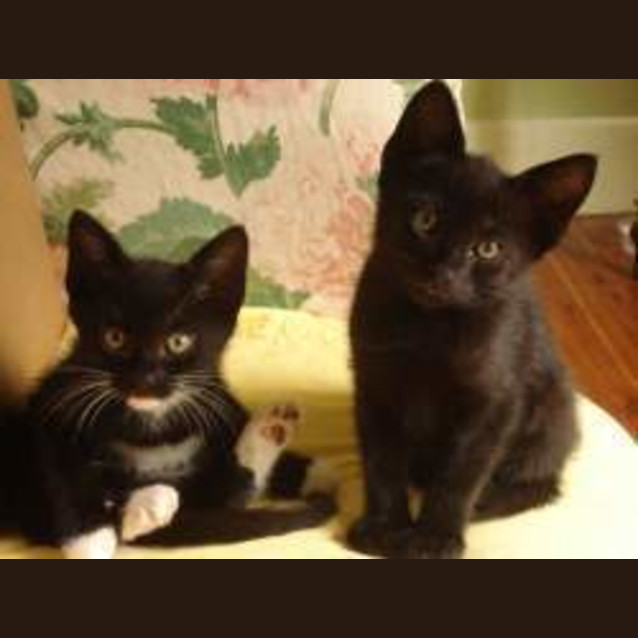 Photo of Black Litter