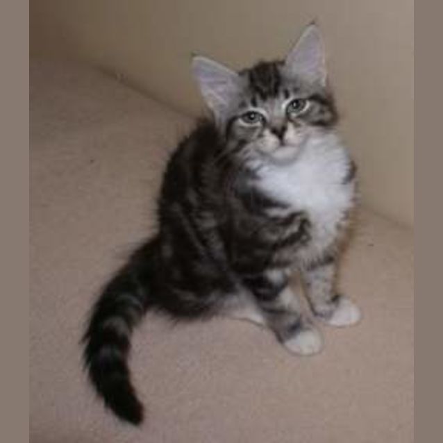 Photo of Pixie