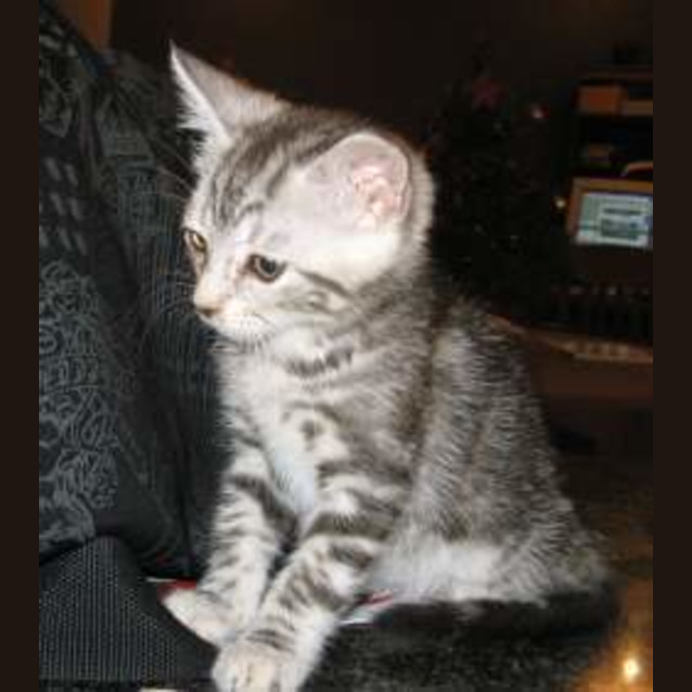 Photo of Buttons