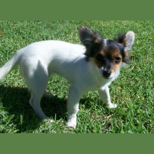 Photo of Candy Aka Gizmo On Hold