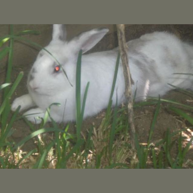 Photo of Snow Flake Is On Hold