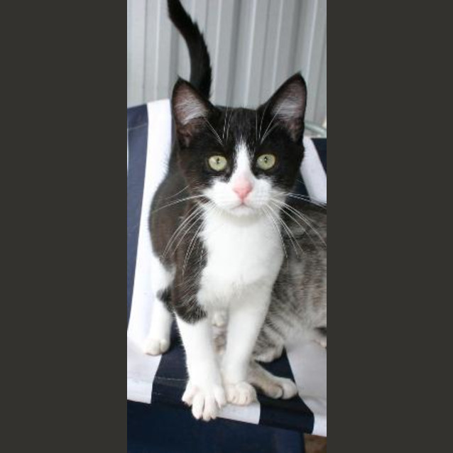 Photo of Felix