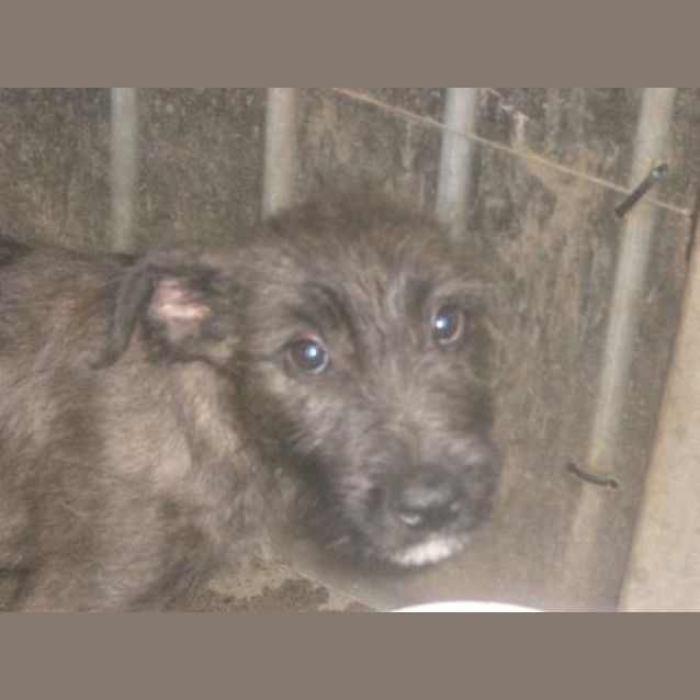 Photo of Griffyn On Hold