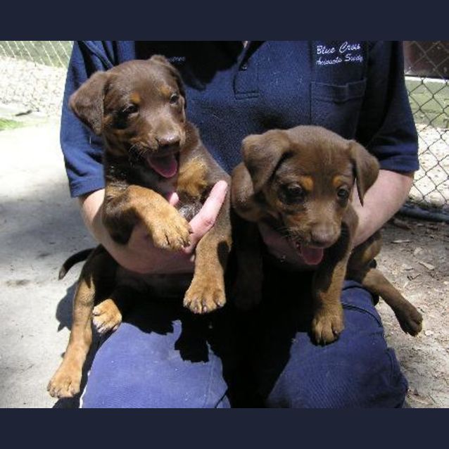 Photo of Pup   1