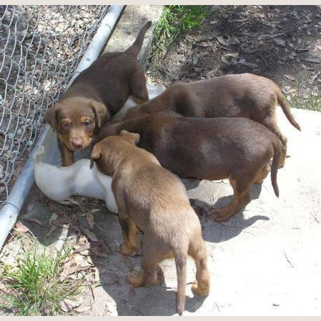 Photo of Pup   4 (Brandy)