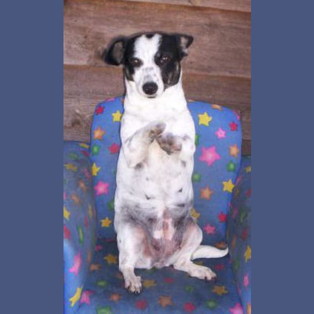 Photo of Speckles