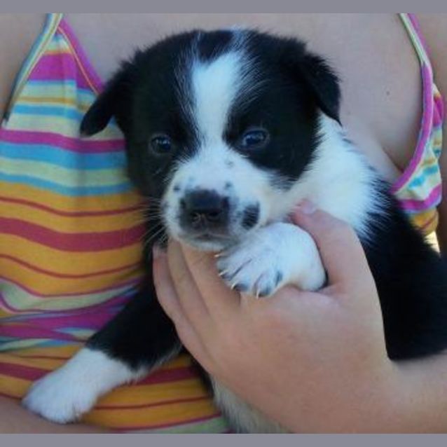 Photo of Jethro On Hold