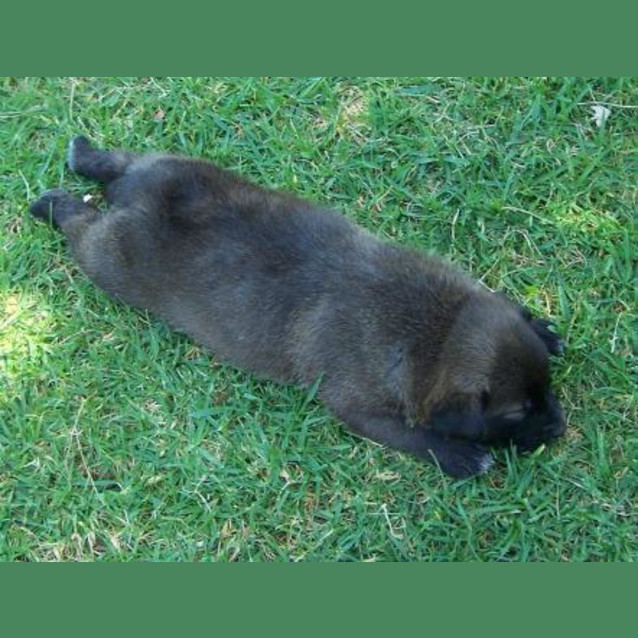 Photo of Jasper On Hold