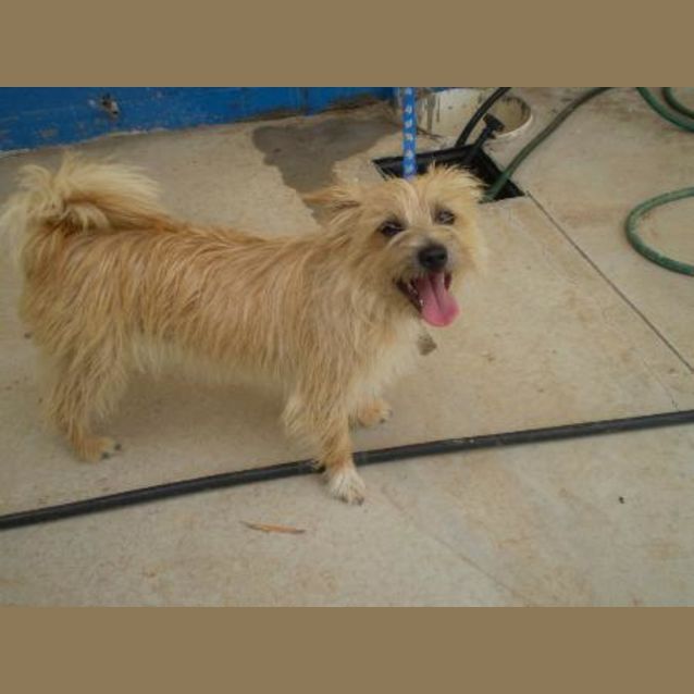Photo of Henrietta