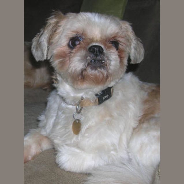 Photo of Butterscotch