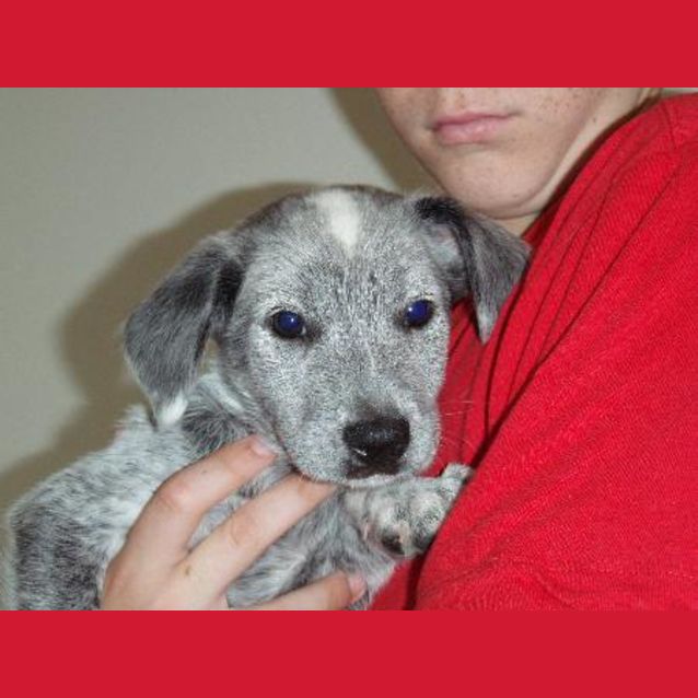 Photo of Bullwinkle