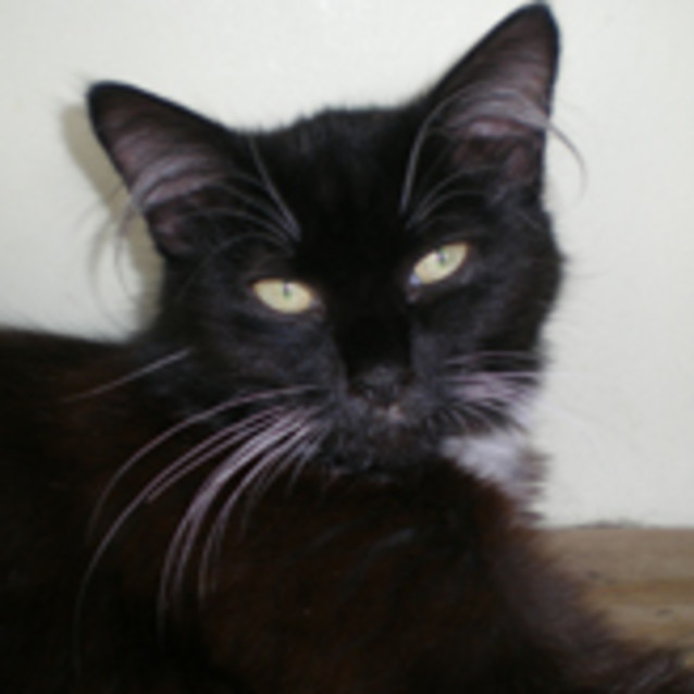 Photo of Cookie