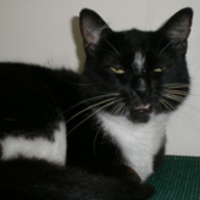 Photo of Sunny