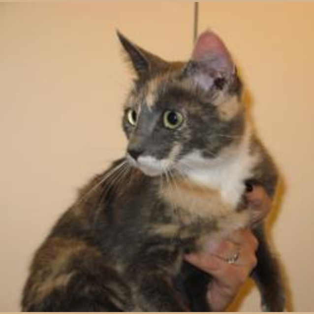 Photo of Duchess