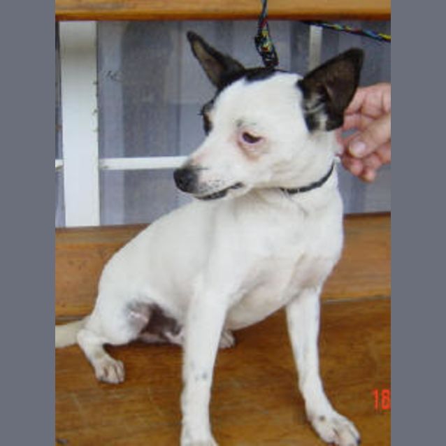 Photo of Spike