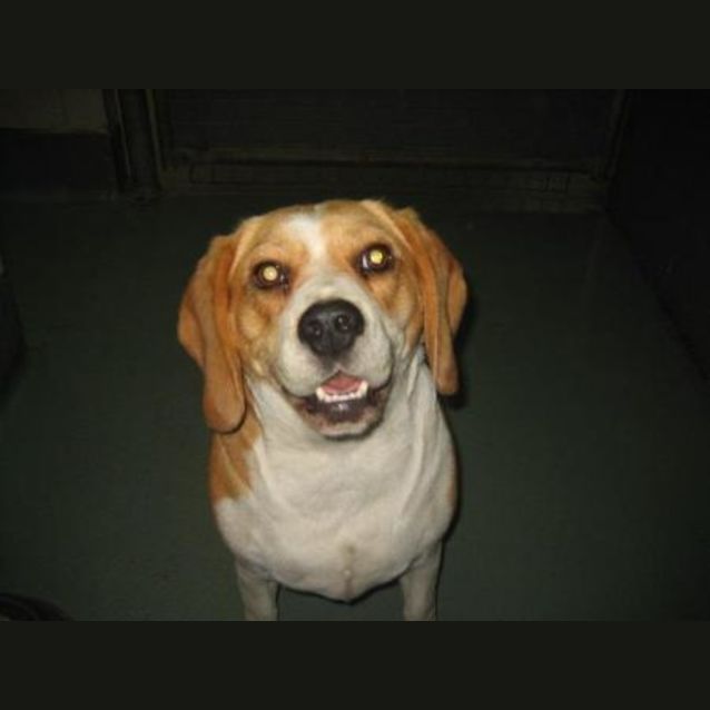 Photo of Bessie(on Trial)