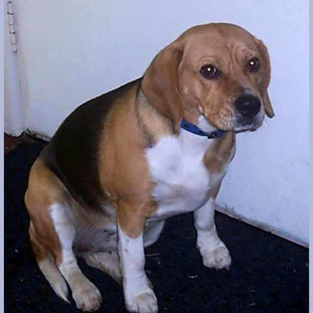 Photo of Gidgit (On Trial)