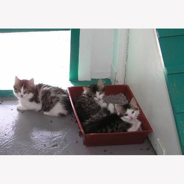 Photo of 2 X Kittens (Tilly And Lilly)