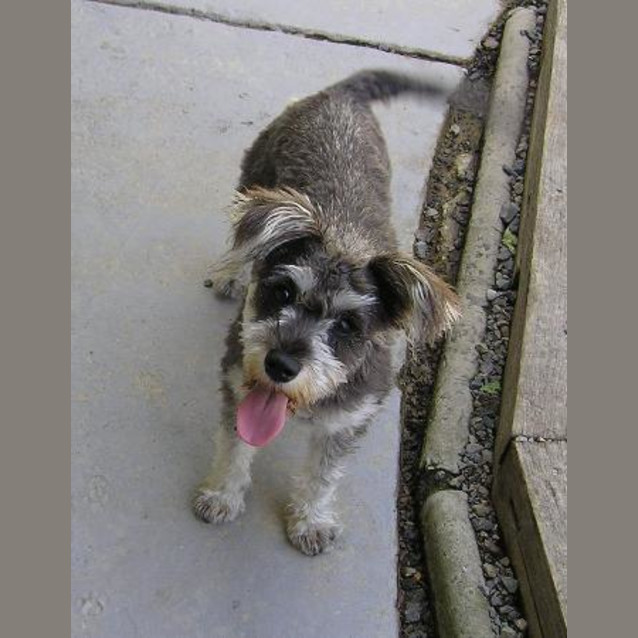 Photo of Pipper