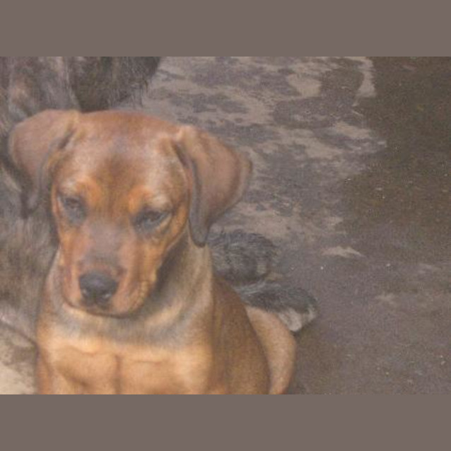 Photo of Cora Is On Hold