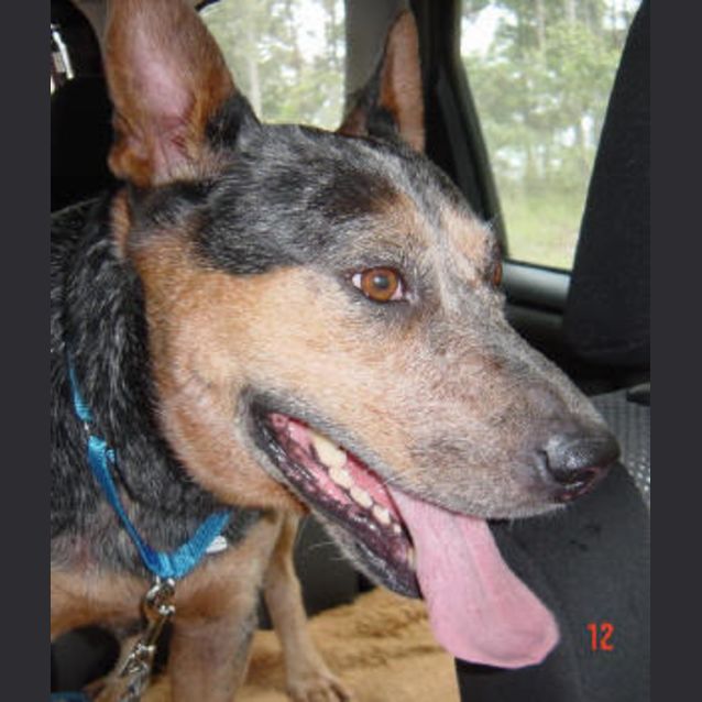 Photo of Rex