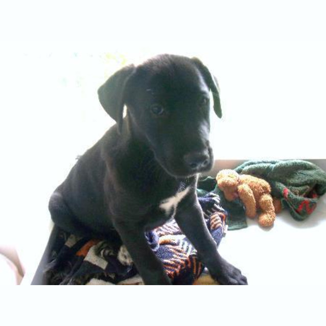 Photo of Duey