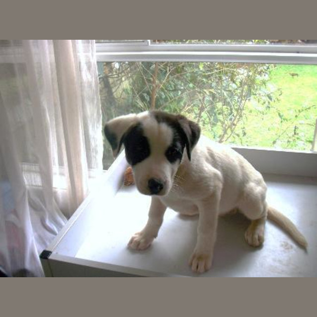 Photo of Patch