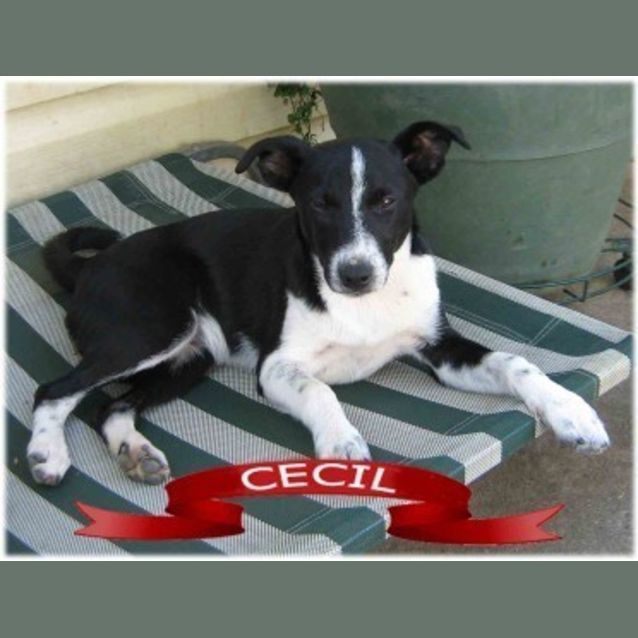 Photo of Cecil