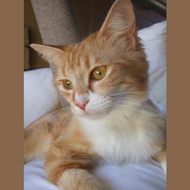 Photo of Blossom