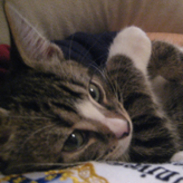 Photo of Tarzan