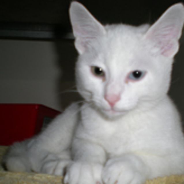 Photo of Snowball