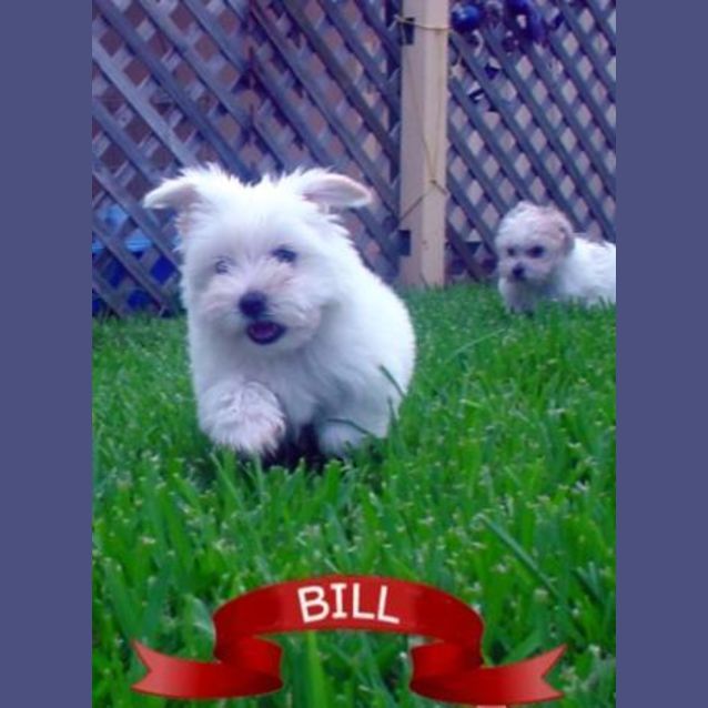 Photo of Bill